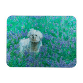 Bichon Frise Magneet (Horizontaal)