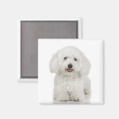 Bichon Frise Magnet (Voorkant / Achterkant)