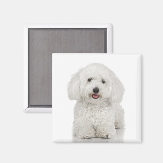 Bichon Frise Magnet (Voorkant / Achterkant)