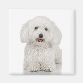 Bichon Frise Magnet (Voorkant)