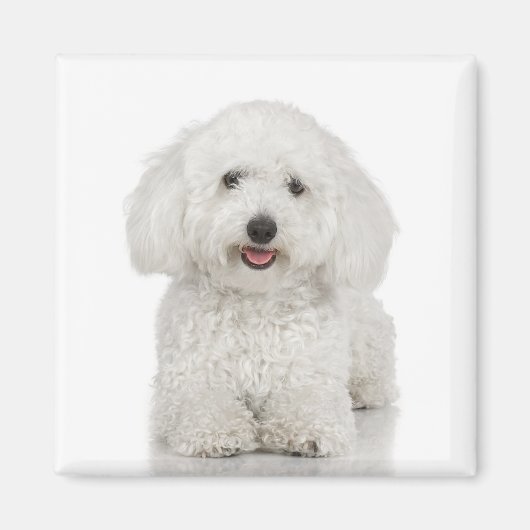 Bichon Frise Magnet (Voorkant)