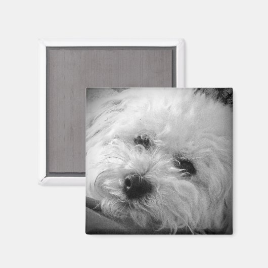 Bichon Frise Maltipoo Magneet (Voorkant / Achterkant)