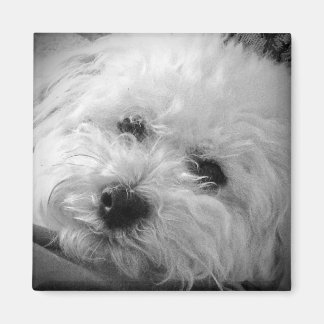 Bichon Frise Maltipoo Magneet