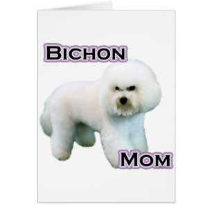 Bichon Frise Moeder 4