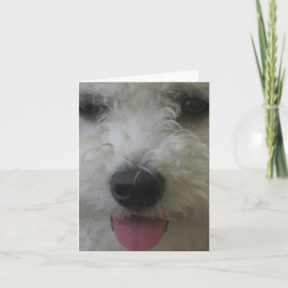Bichon Frise - Notecard Kaart