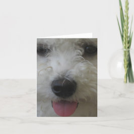 Bichon Frise - Notecard Kaart