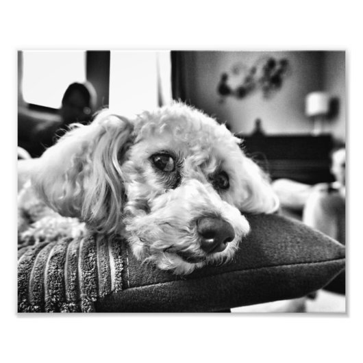 Bichon frise op sofa foto afdruk (Voorkant)