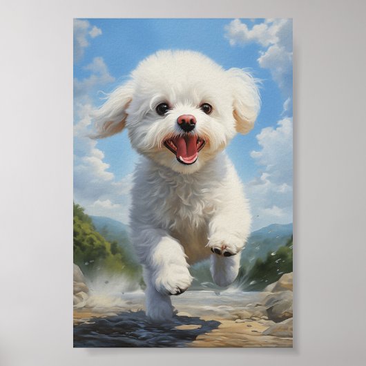 Bichon Frise Poster (Voorkant)