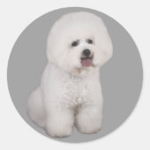 Bichon Frise Precious Sticker (Voorkant)