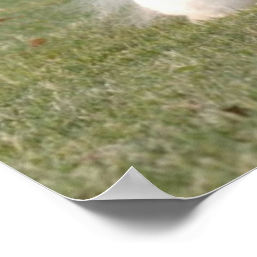 Bichon Frise Print (Hoek)