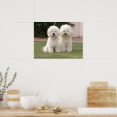Bichon Frise Print (Keuken)