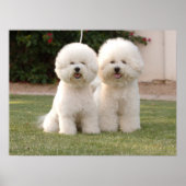 Bichon Frise Print (Voorkant)