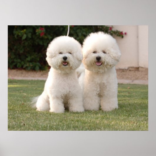 Bichon Frise Print (Voorkant)