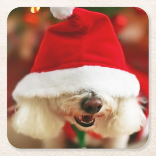 Bichon Frise pupil met kerstkleed Kartonnen Onderzetters