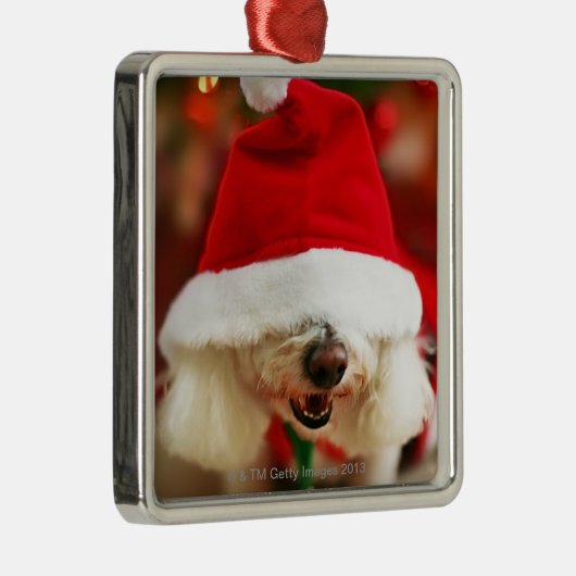 Bichon Frise pupil met kerstkleed Metalen Ornament (Rechts)