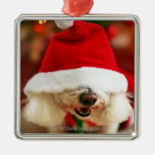 Bichon Frise pupil met kerstkleed Metalen Ornament (Voorkant)