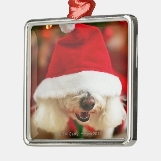Bichon Frise pupil met kerstkleed Metalen Ornament (Links)