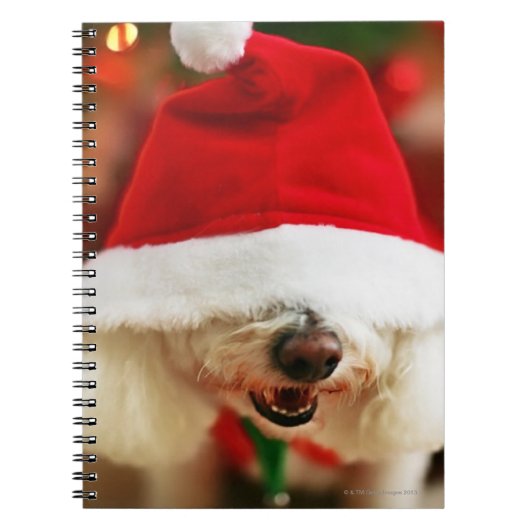 Bichon Frise pupil met kerstkleed Notitieboek (Voorkant)