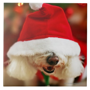Bichon Frise pupil met kerstkleed Tegeltje