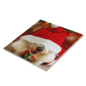 Bichon Frise pupil met kerstkleed Tegeltje (Zijkant)