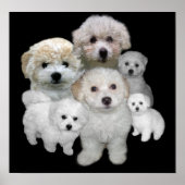 Bichon Frise Puppies afdrukken Poster (Voorkant)