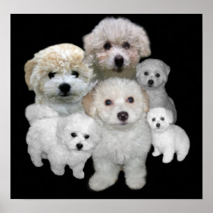 Bichon Frise Puppies afdrukken Poster