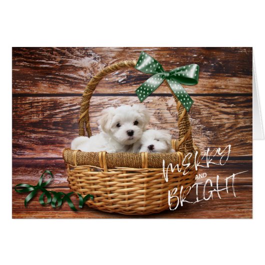 Bichon Frise-Puppies in mandje kerstKaart (Voorkant Horizontaal)