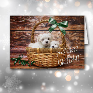 Bichon Frise-Puppies in mandje kerstKaart