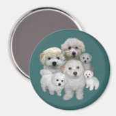 Bichon Frise Puppies Magnet (Voorkant / Achterkant)