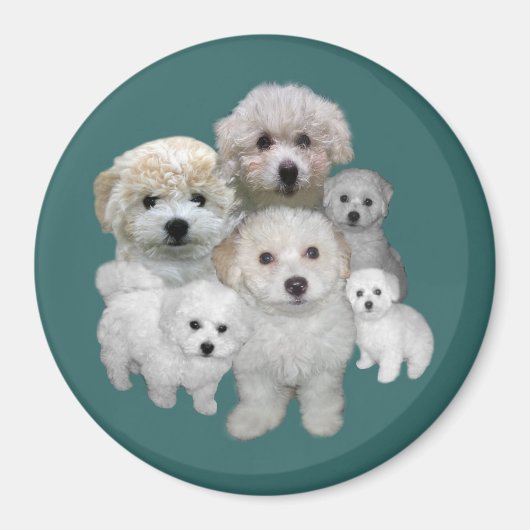 Bichon Frise Puppies Magnet (Voorkant)