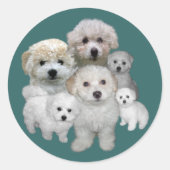 Bichon Frise Puppies Sticker (Voorkant)