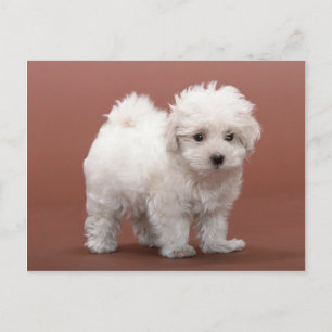 Bichon Frise Puppy Cards, Postage, Gifts Briefkaart