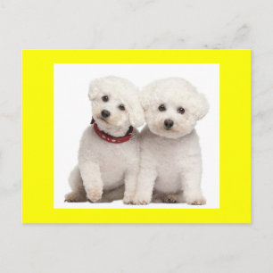 Bichon Frise Puppy Dog Blank Greet Post Card Briefkaart