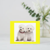 Bichon Frise Puppy Dog Blank Greeting Post Kaart (Staand voorkant)