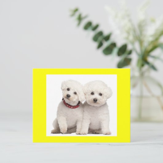 Bichon Frise Puppy Dog Blank Greeting Post Kaart (Staand voorkant)