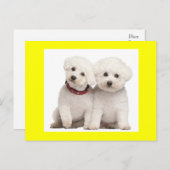Bichon Frise Puppy Dog Blank Greeting Post Kaart (Voorkant / Achterkant)