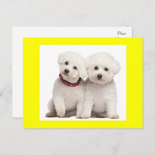 Bichon Frise Puppy Dog Blank Greeting Post Kaart (Voorkant / Achterkant)