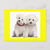 Bichon Frise Puppy Dog Blank Greeting Post Kaart (Voorkant)
