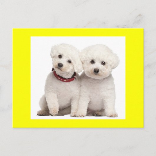 Bichon Frise Puppy Dog Blank Greeting Post Kaart (Voorkant)