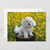 Bichon Frise Puppy Dog Blank Greeting Post Kaart (Voorkant / Achterkant)