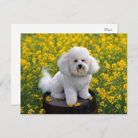 Bichon Frise Puppy Dog Blank Greeting Post Kaart (Voorkant / Achterkant)