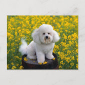 Bichon Frise Puppy Dog Blank Greeting Post Kaart (Voorkant)