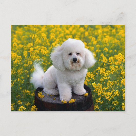 Bichon Frise Puppy Dog Blank Greeting Post Kaart (Voorkant)
