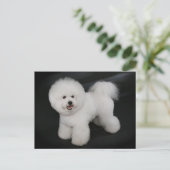 Bichon Frise Puppy Dog Blank Greeting Post Kaart (Staand voorkant)