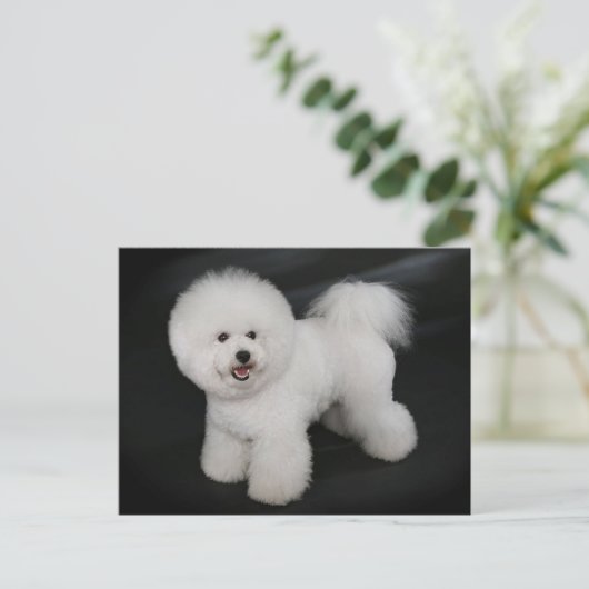 Bichon Frise Puppy Dog Blank Greeting Post Kaart (Staand voorkant)