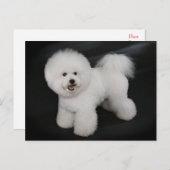 Bichon Frise Puppy Dog Blank Greeting Post Kaart (Voorkant / Achterkant)
