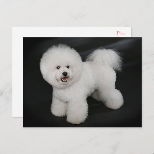 Bichon Frise Puppy Dog Blank Greeting Post Kaart (Voorkant / Achterkant)