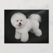 Bichon Frise Puppy Dog Blank Greeting Post Kaart (Voorkant)