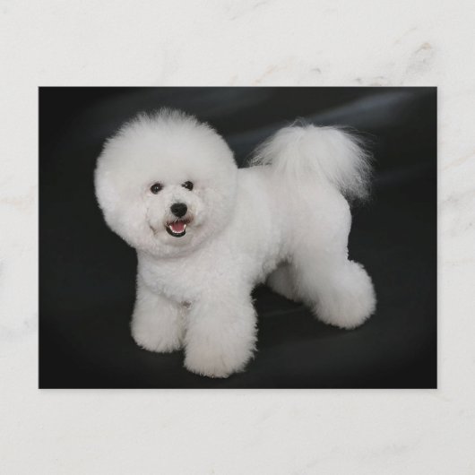Bichon Frise Puppy Dog Blank Greeting Post Kaart (Voorkant)