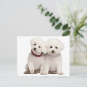 Bichon Frise Puppy Dog Blank Greeting Post Kaart (Staand voorkant)